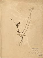 藏品(三萼花草)的圖片